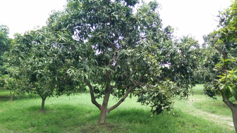 Birsa Harit Gram Yojana 2026: Fruit Orchard Plantation Aid & How to Apply